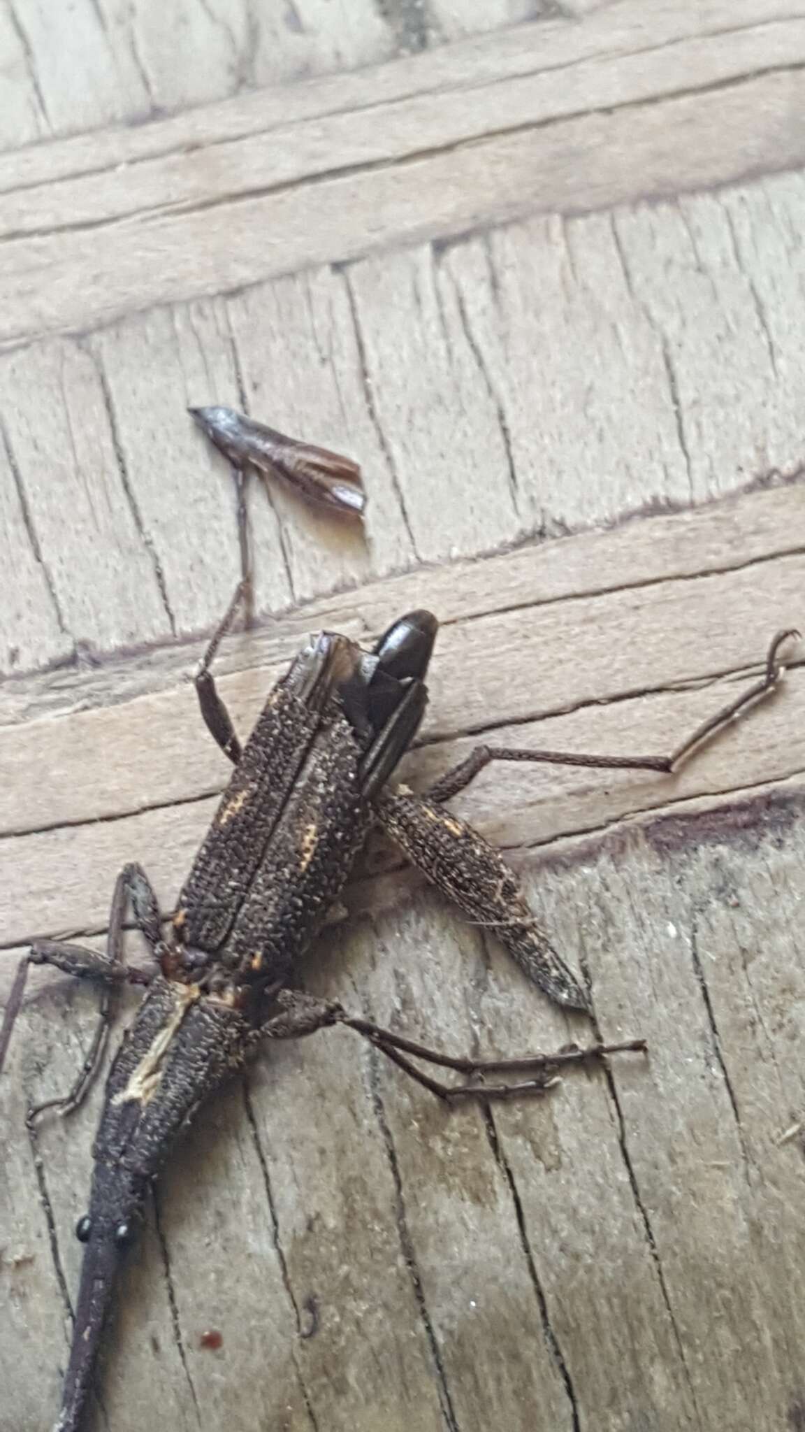 Image of Giraffe weevil