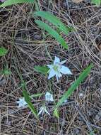 Image de Calochortus lyallii Baker