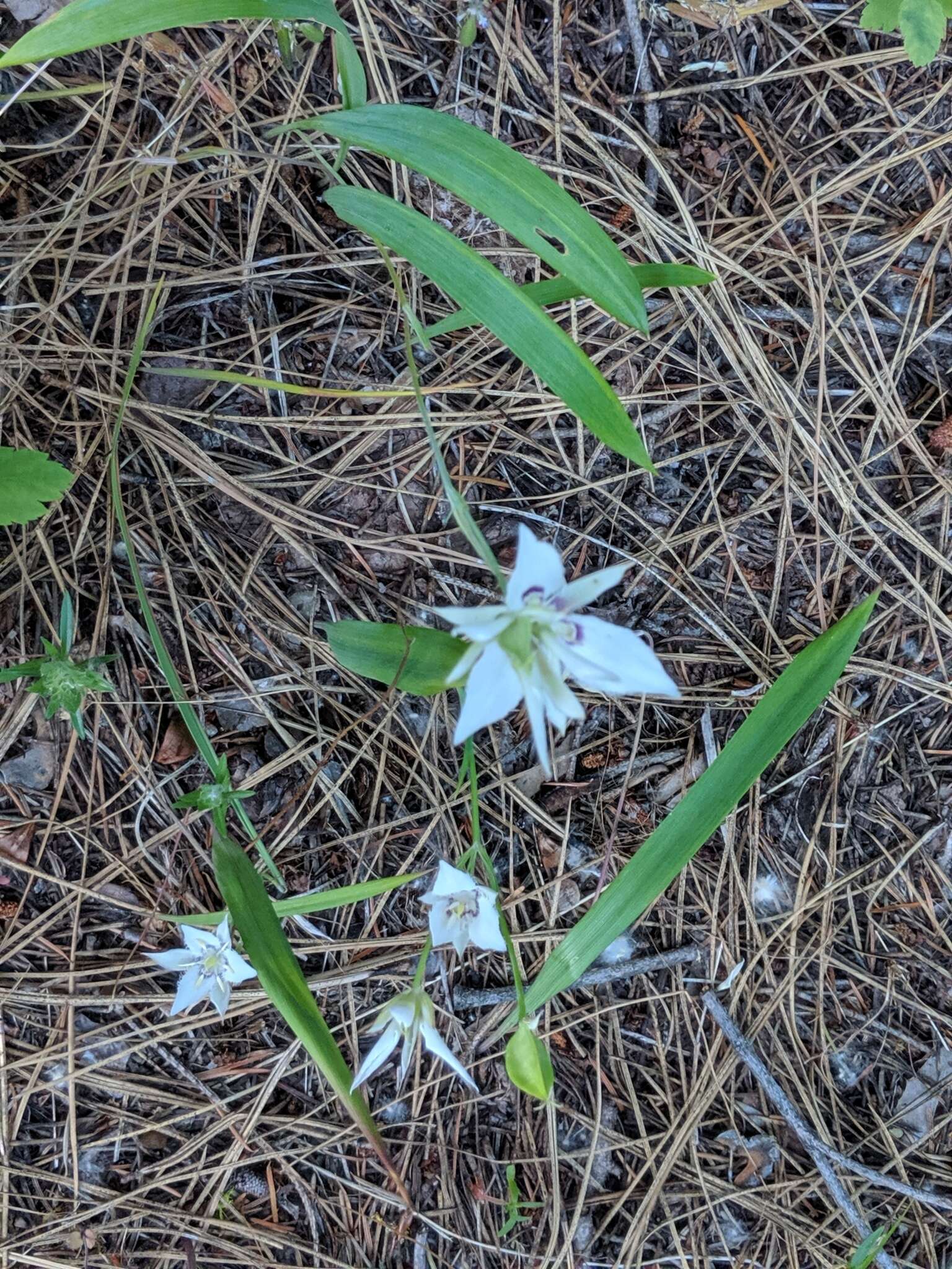 Image de Calochortus lyallii Baker