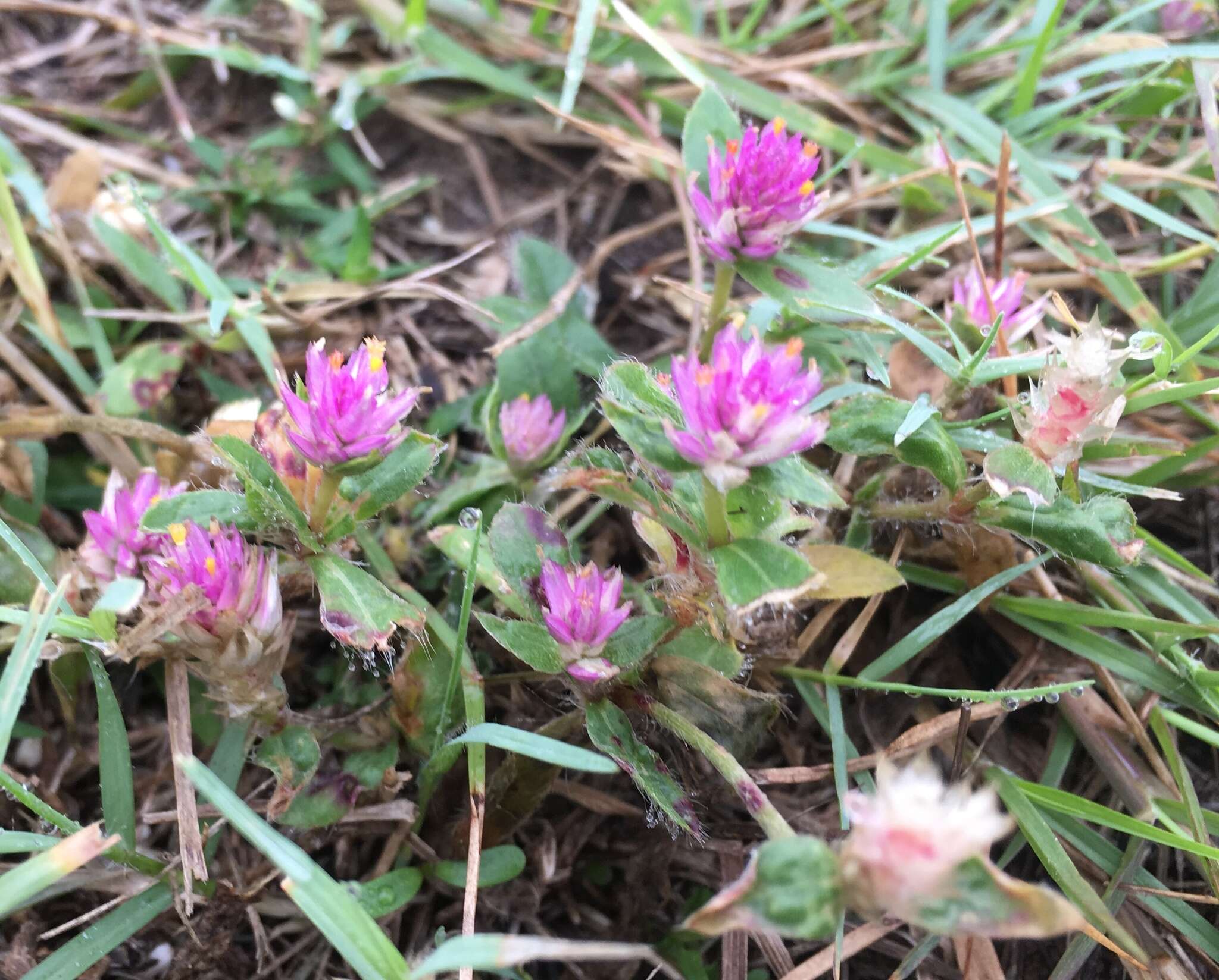 Gomphrena nealleyi Coult. & Fischer. resmi