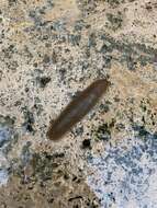 Image of Cuban slug