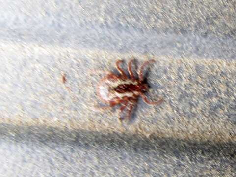 Image of American dog tick