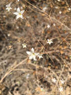 Слика од Gypsophila capillaris (Forsk.) C. Chr.