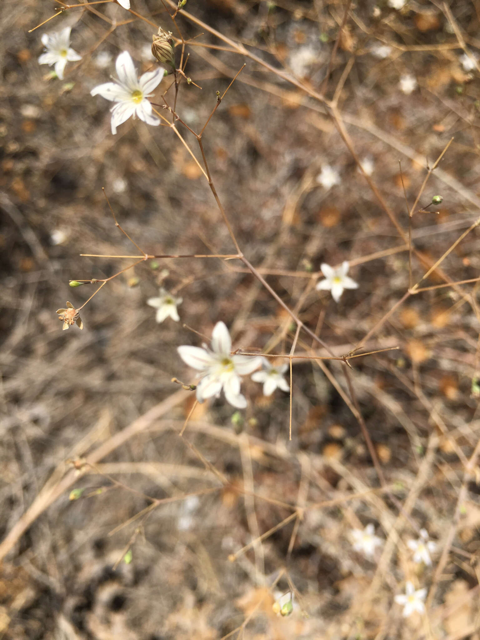 Слика од Gypsophila capillaris (Forsk.) C. Chr.