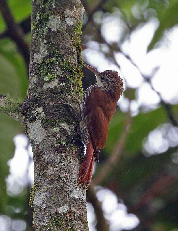 Image of Scaled Woodcreeper