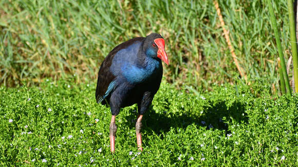 Image of Australasian Swamphen