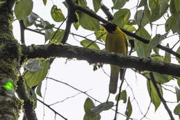 Image of Black-tailed Oriole