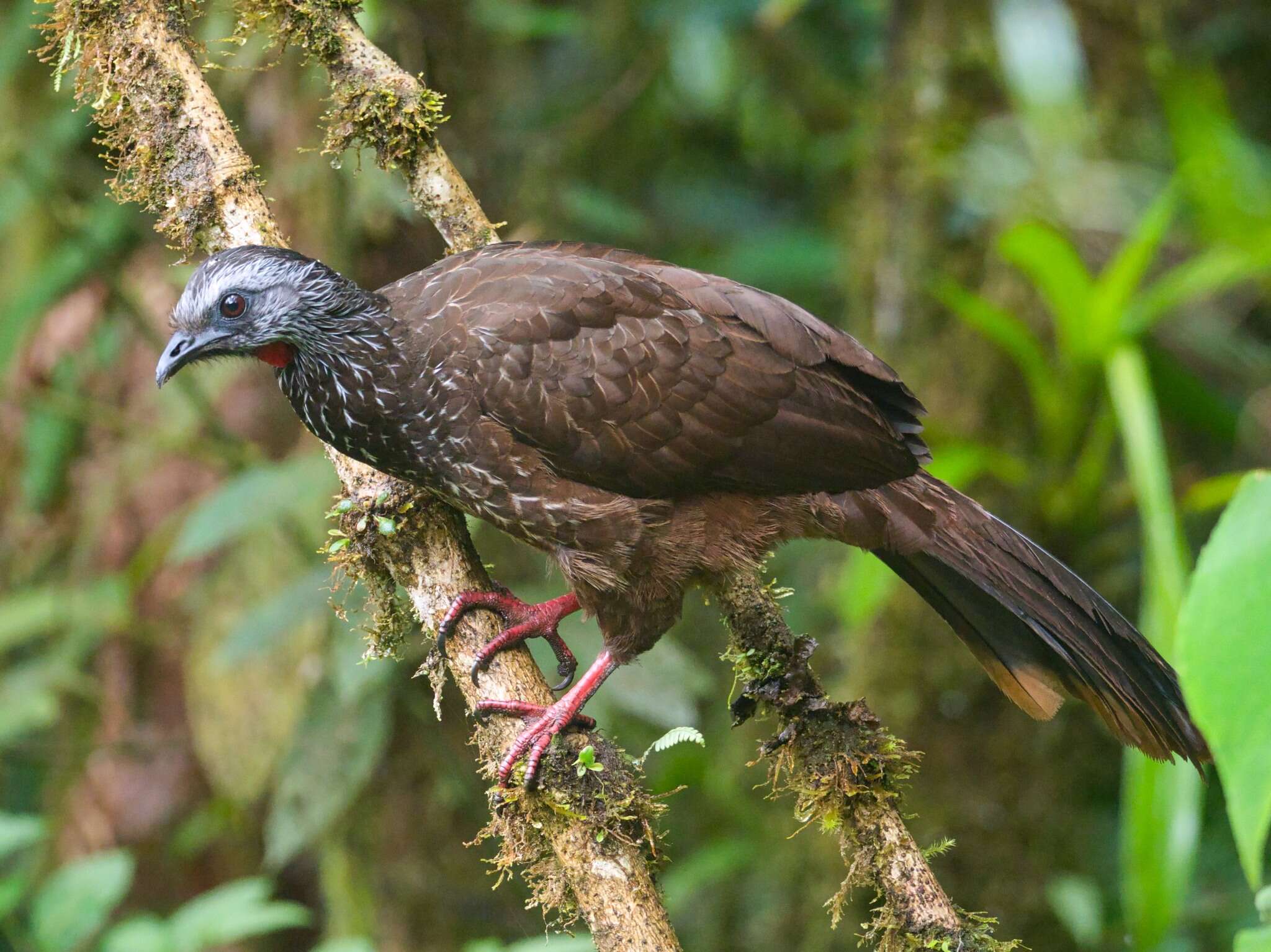 Image of Bearded Guan