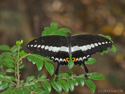 Image of Papilio demolion Cramer (1776)