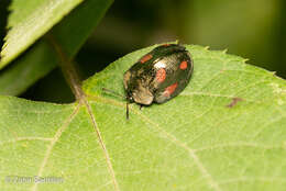 Image of Cyrtonota tristigma (Boheman 1850)