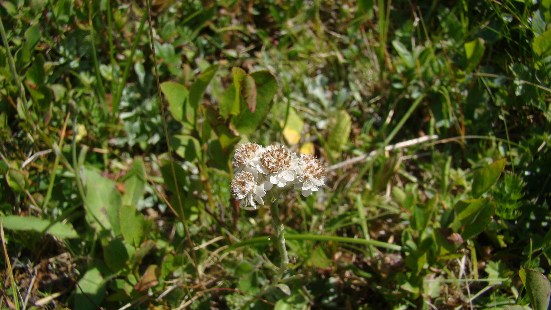 Image of Antennaria caucasica A. Boriss.