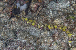 Image of Dusky Pipefish