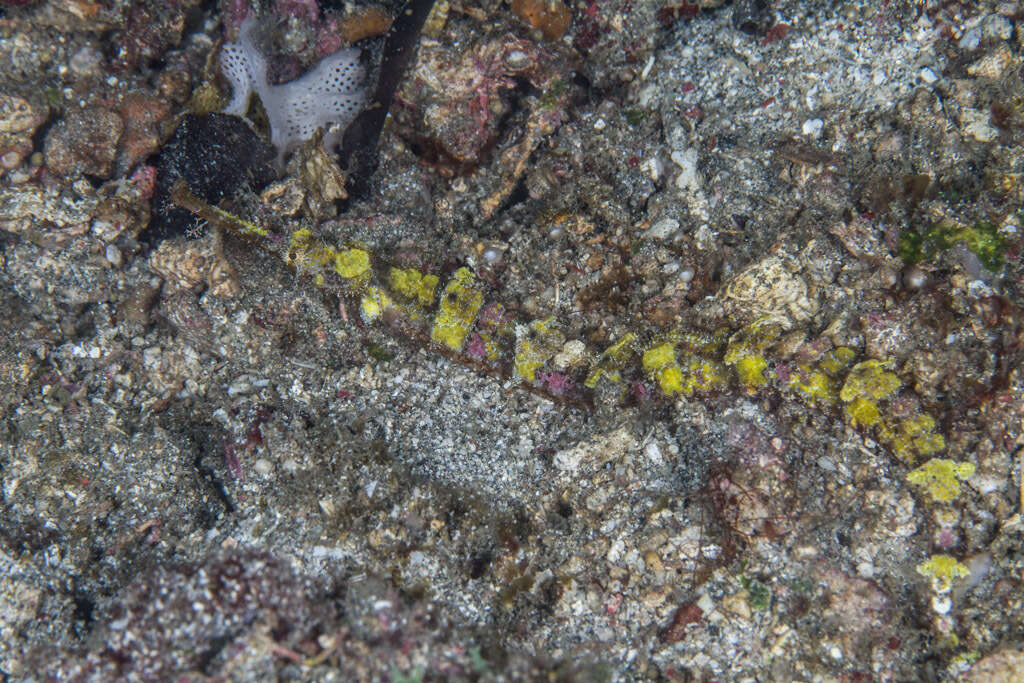 Image of Dusky Pipefish