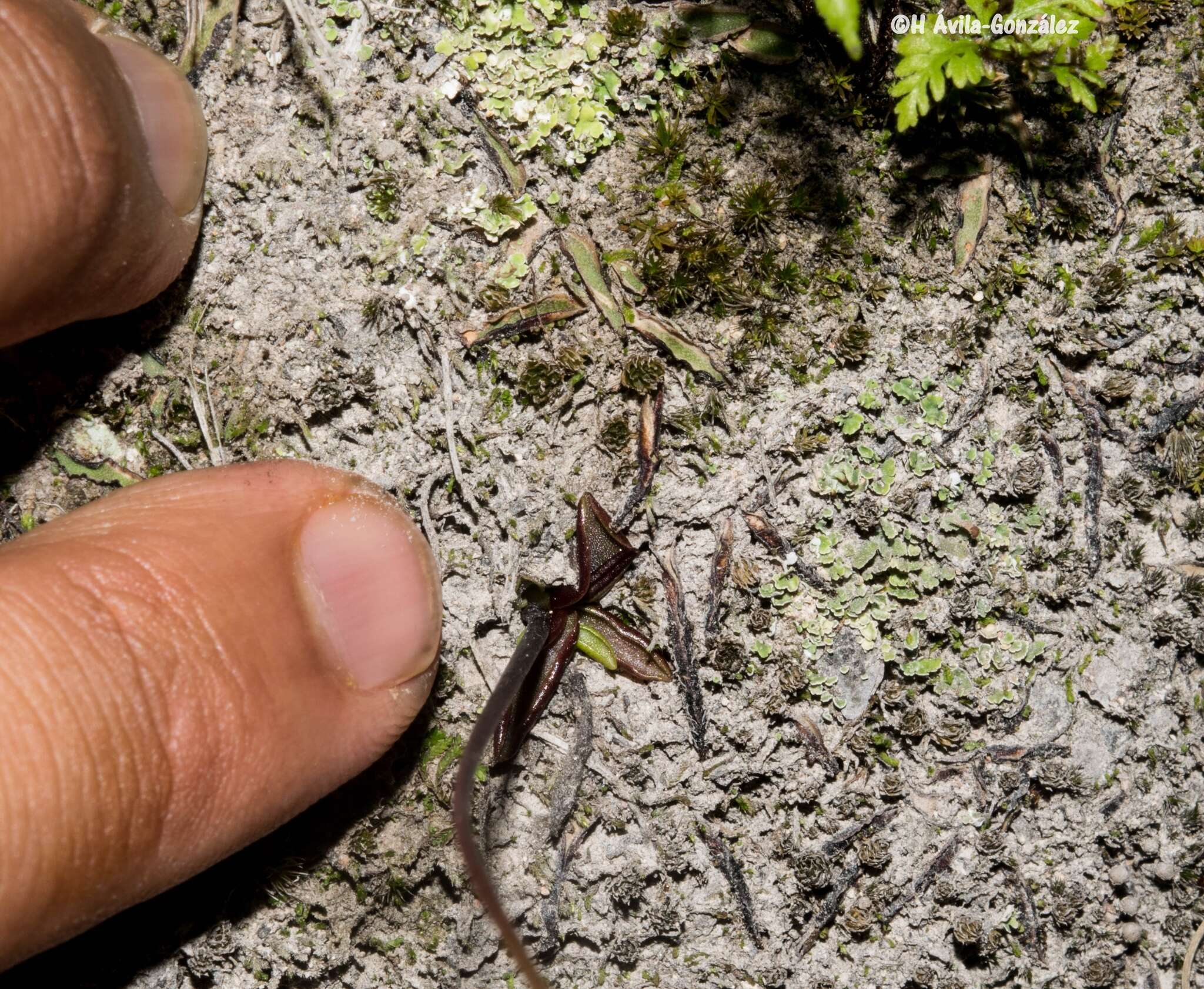 Image of Pinguicula parvifolia Robinson