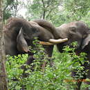 Image de éléphant de Sumatra