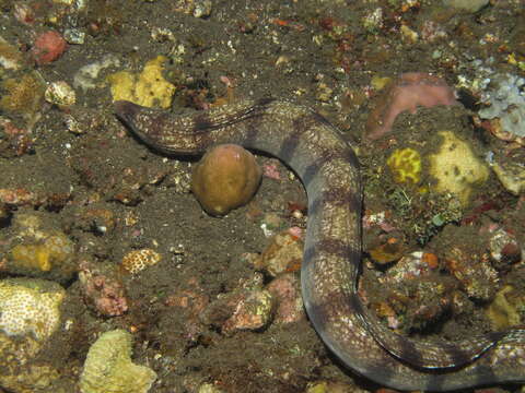 Image of Banded moray