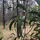 Acacia crassa Pedley的圖片