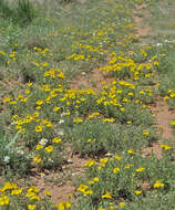 Image of Rocky Mountain zinnia