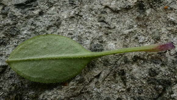 Imagem de Myosotis mooreana Lehnebach