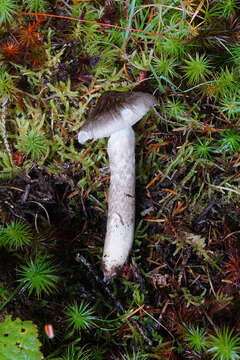 Image of Hygrophorus inocybiformis A. H. Sm. 1944