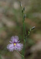 Image of Thysanotus banksii R. Br.