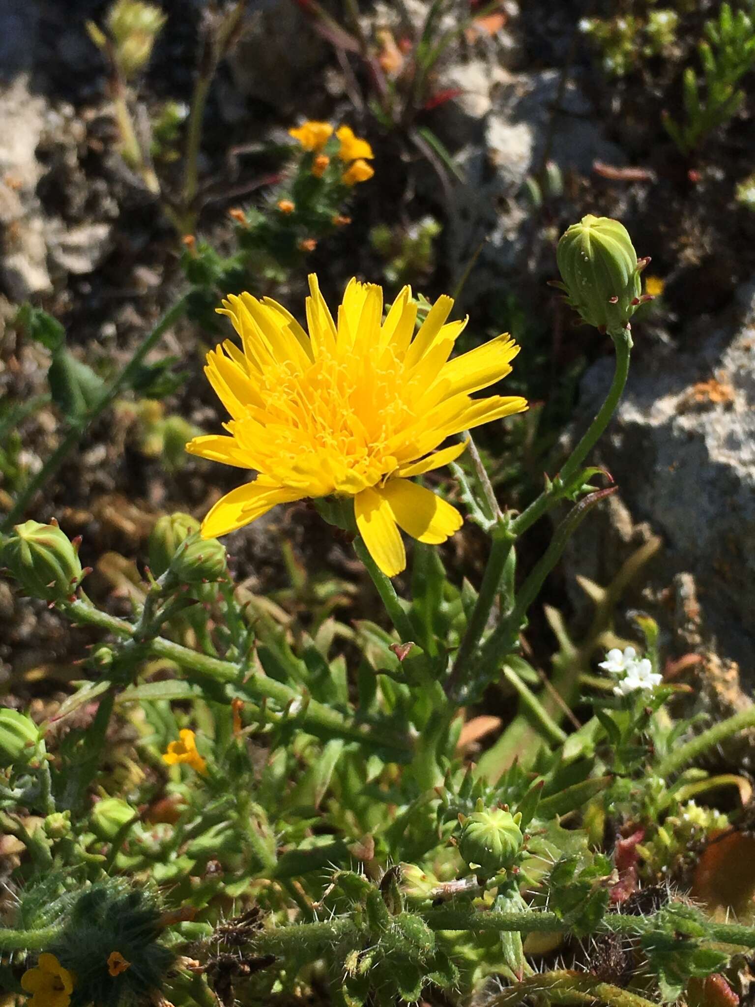 Image de Malacothrix foliosa subsp. philbrickii W. S. Davis