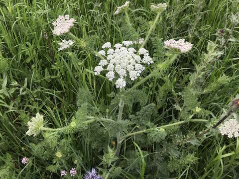 Imagem de Daucus muricatus (L.) L.