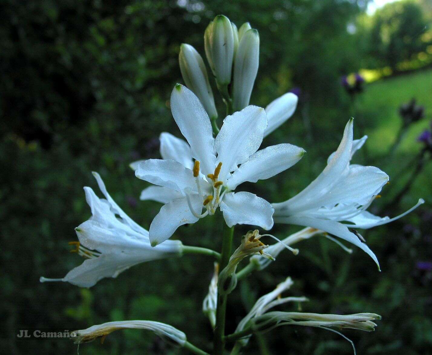 Image of Paradisea lusitanica (Cout.) Samp.