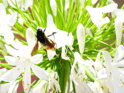 Image of Bombus ephippiatus Say 1837