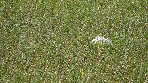 Image of Crinum erubescens L. fil. ex Aiton