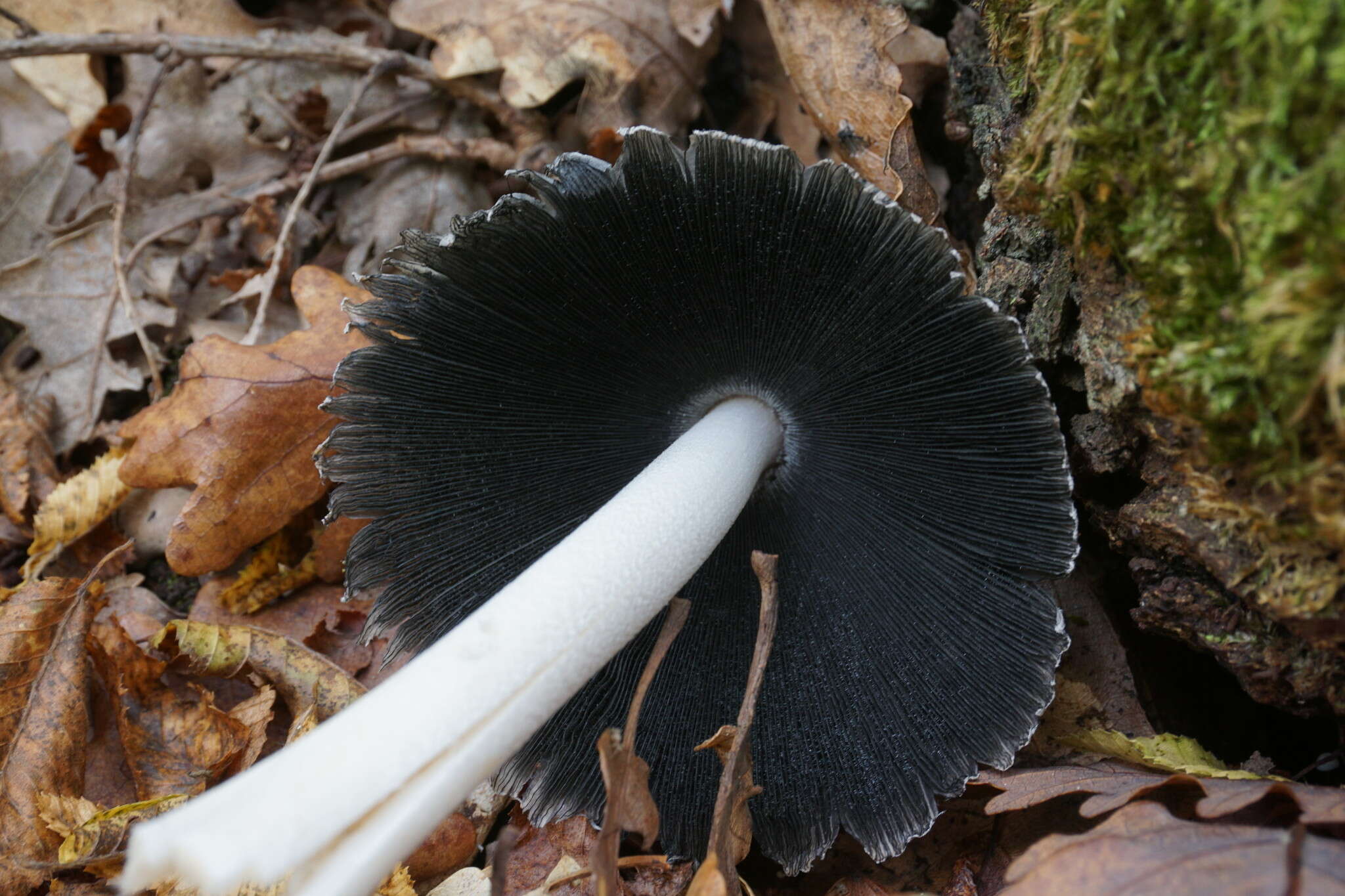 Image of Coprinopsis alopecia (Lasch) La Chiusa & Boffelli 2017