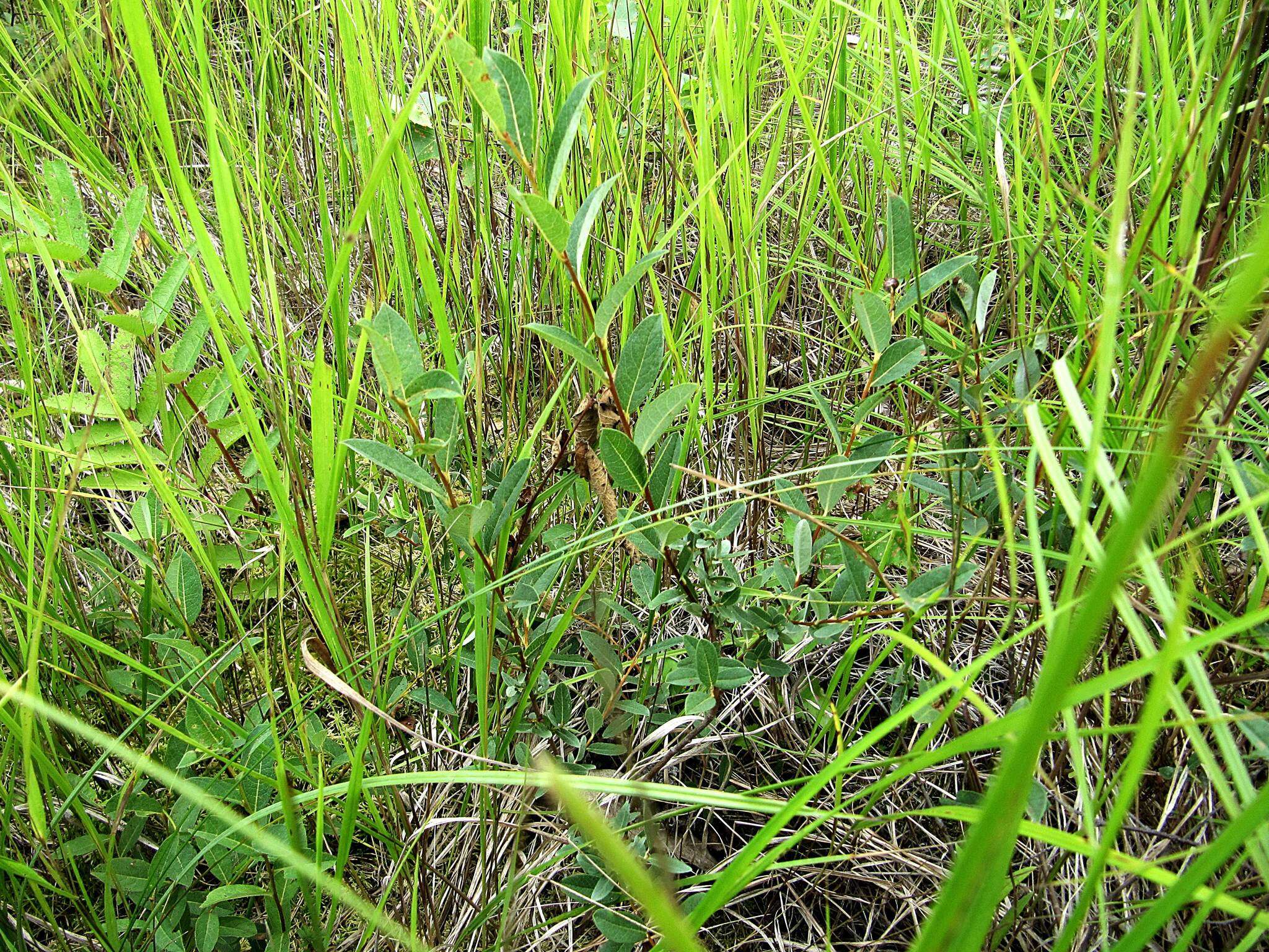 Image of Salix myrtilloides L.