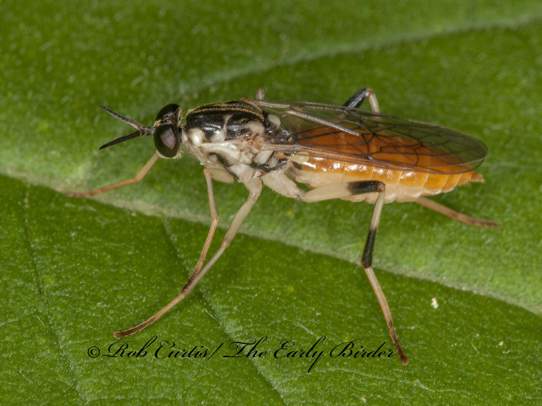 Xylomya tenthredinoides (Wulp 1867)的圖片