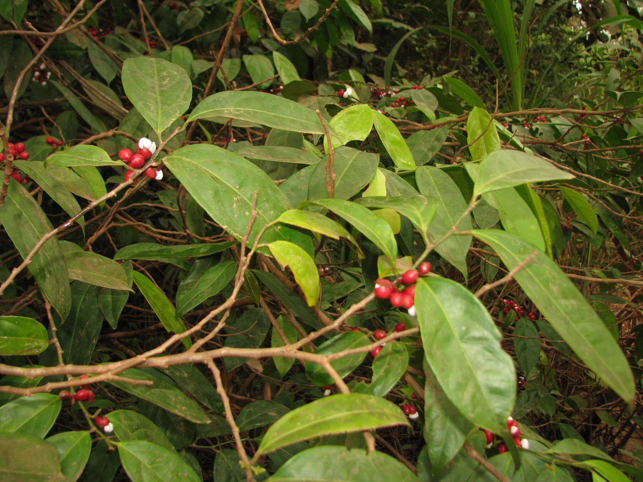 Image of Lacistema aggregatum (Berg.) Rusby