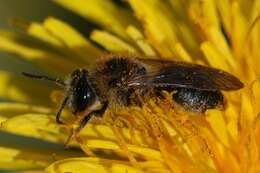 Image of early mining bee