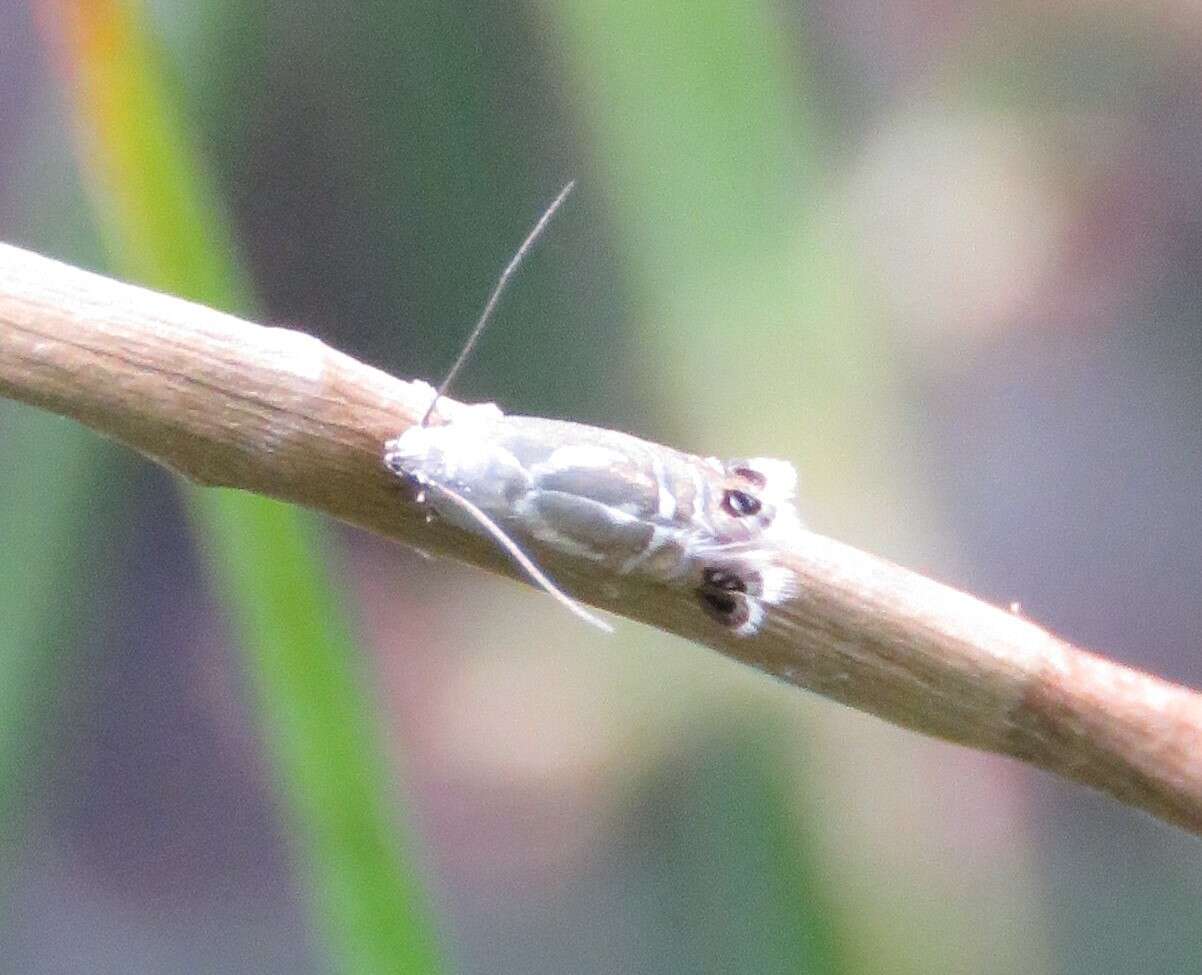 Слика од Glyphipterix thrasonella Scopoli 1763