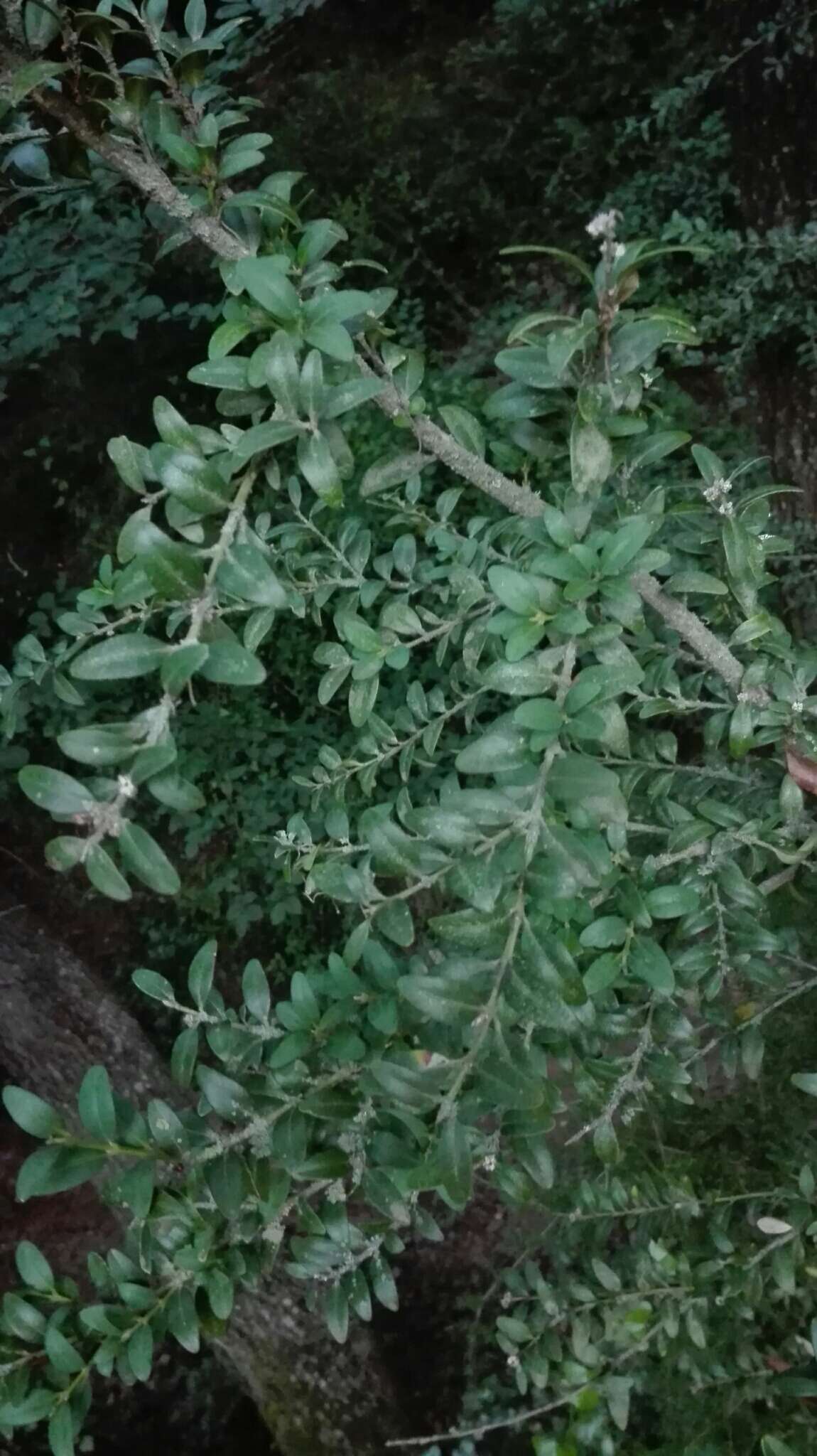 Sivun Buxus sempervirens L. kuva