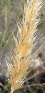 Image of Capeochloa arundinacea (P. J. Bergius) N. P. Barker & H. P. Linder