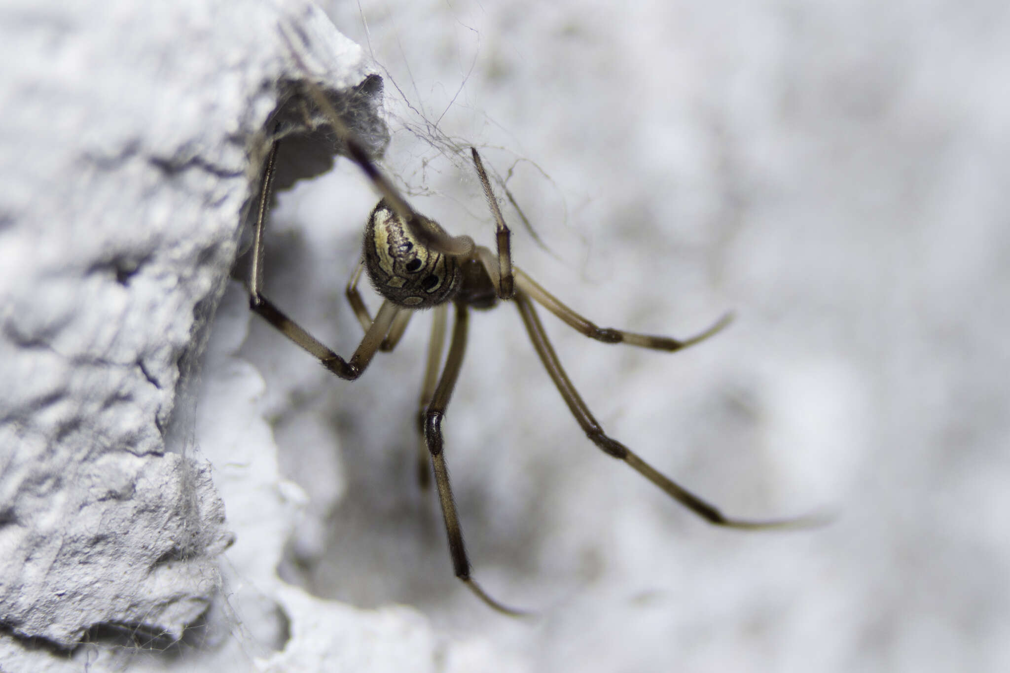 Image de Latrodectus geometricus C. L. Koch 1841