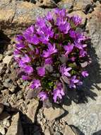 Image of alpine springbeauty