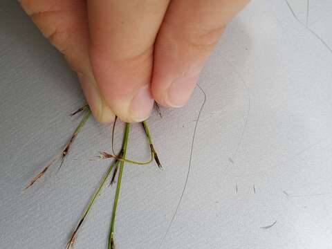 Plancia ëd Scleria lithosperma (L.) Sw.