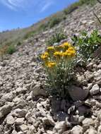 Image of Musinea ragwort