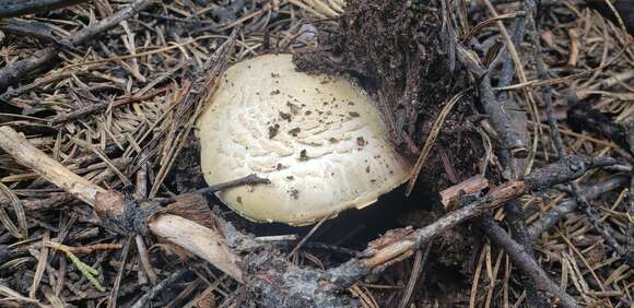 Image of Agaricus moronii Kerrigan 2016