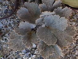 Image of Ranunculus paucifolius T. Kirk