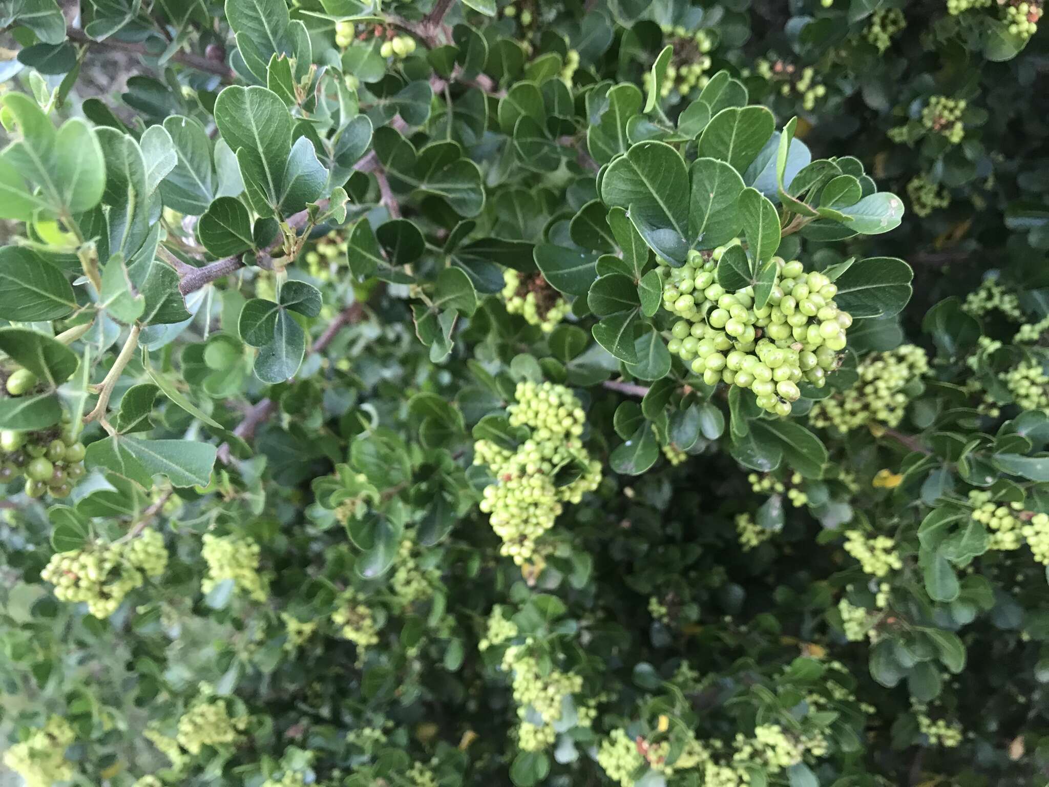 Image of Searsia lucida (L.) F. A. Barkley