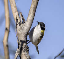 صورة Melithreptus gularis (Gould 1837)