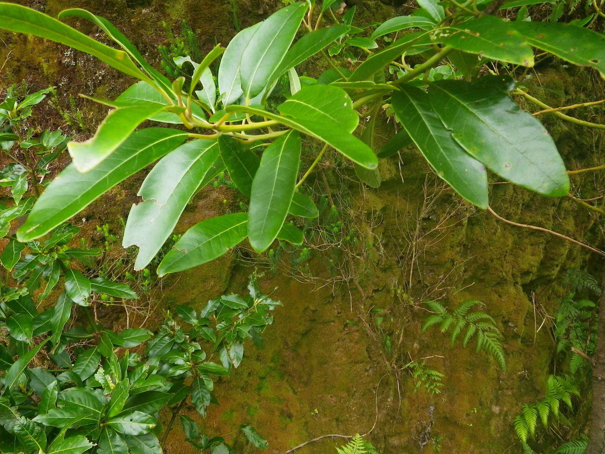 Слика од Phoebe indica (L.) Pax