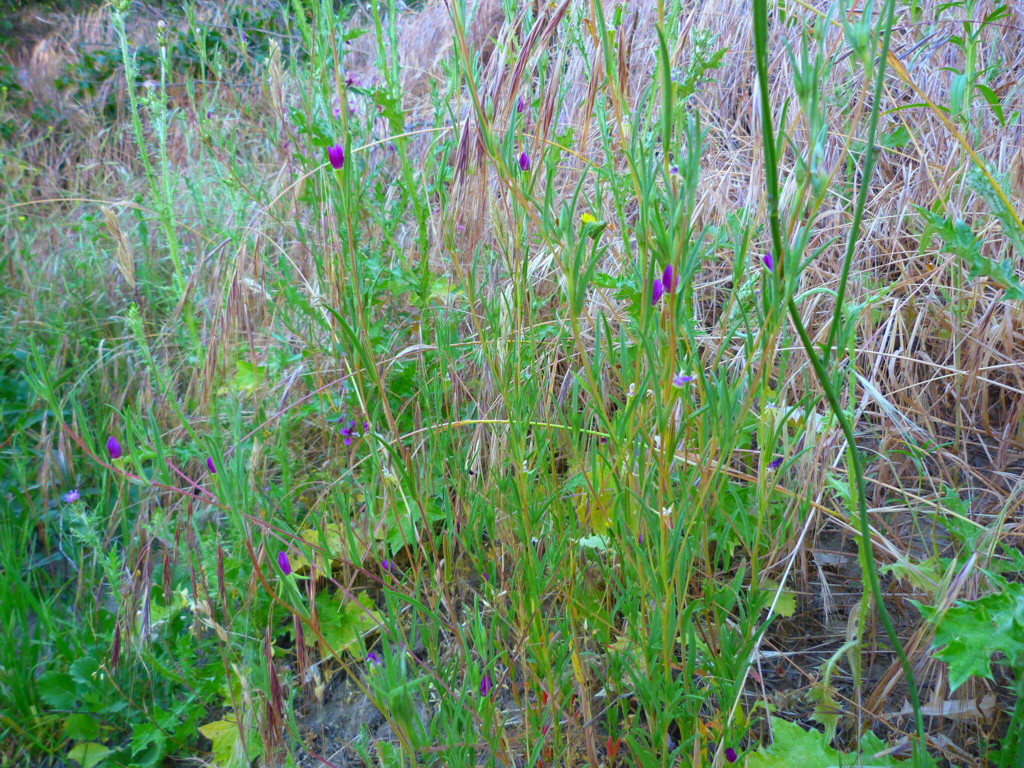 Image of winecup clarkia