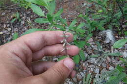 Image of nodding locoweed