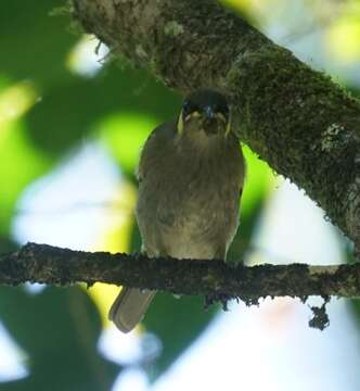 Image de Meliphaga notata mixta (Mathews 1912)